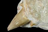 Otodus Shark Tooth Fossil in Rock - Eocene #139930-1